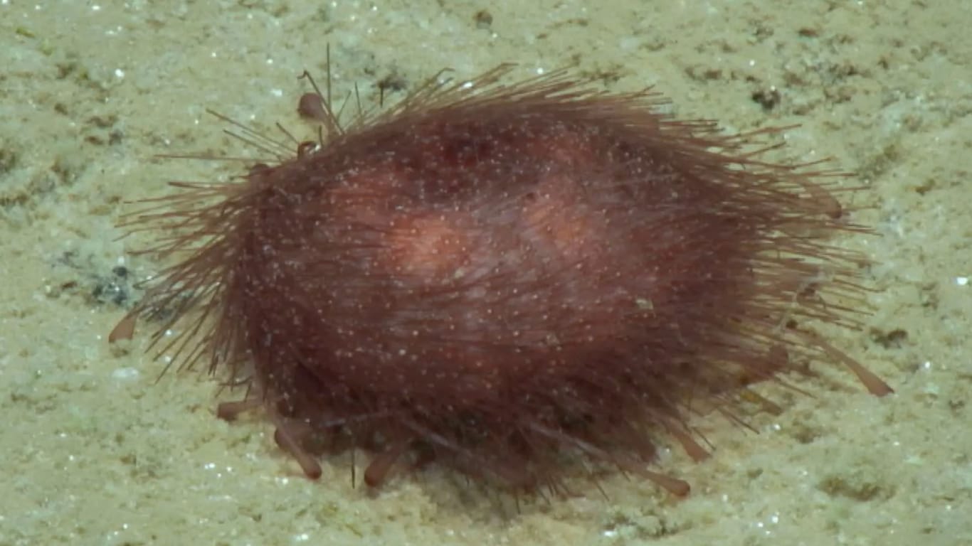 Ein Seeigel (Kamptosoma abyssale).