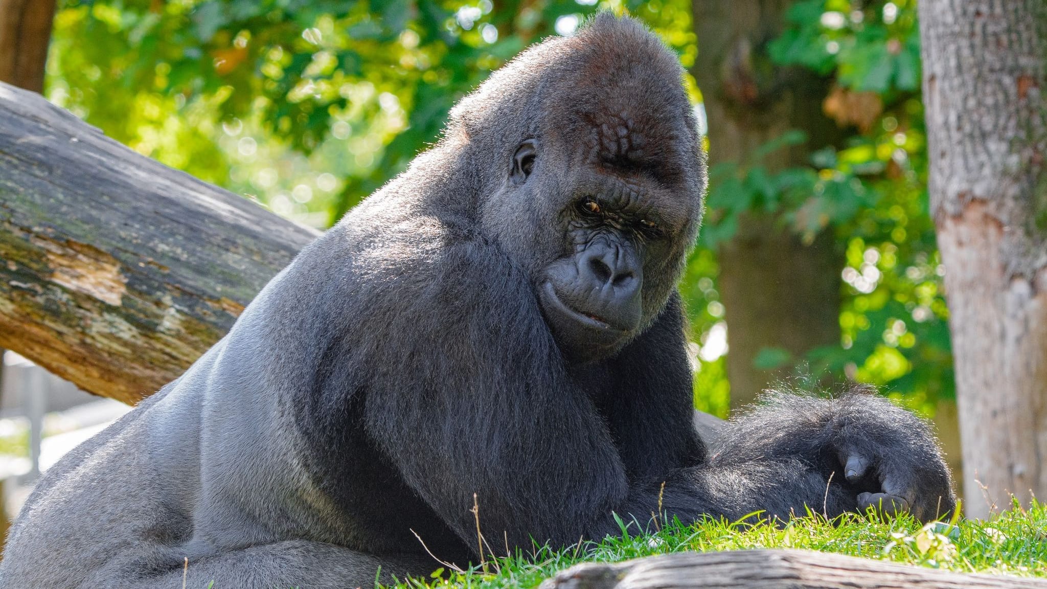 Fußball | Gorilla-Chef Mapema: Popps tierischer Fan im Duisburger Zoo