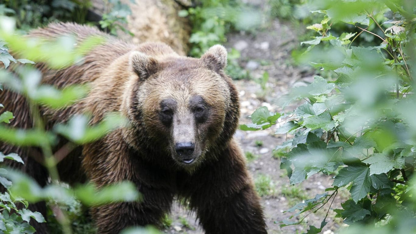 Ein Bär im Alpenzoo in Innsbruck (Symbolbild): Wölfe und andere Wildtiere wie der Bär reißen aktuell mehrere Tiere an der Grenze von Bayern nach Tirol.