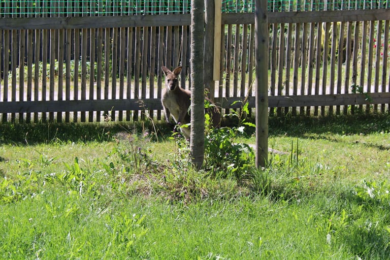Ein Känguru auf dem Landgut Schernthaner am Ammersee bei München (Archivbild). Von dort ist das Tier kürzlich ausgebüchst und hüpft nun frei herum.