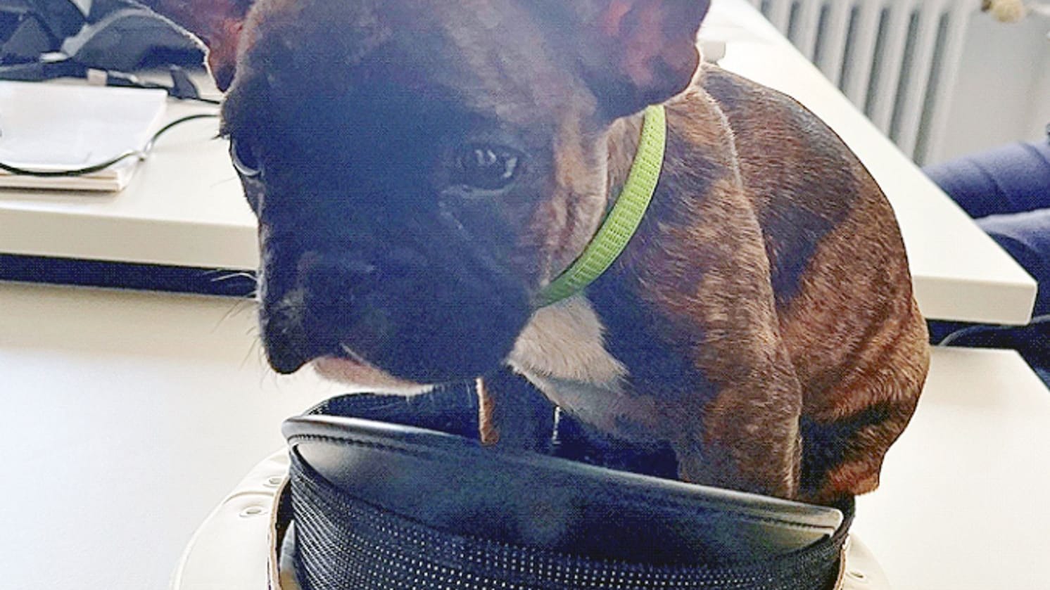Kleiner Hund verdreht Polizisten die Augen Kleiner Hund verdreht Polizisten die Augen
