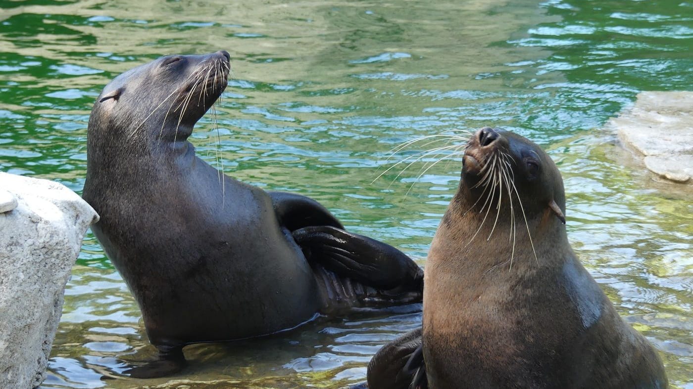 Die Seebären Daisy und Egoli kamen in Frankfurt zur Welt.