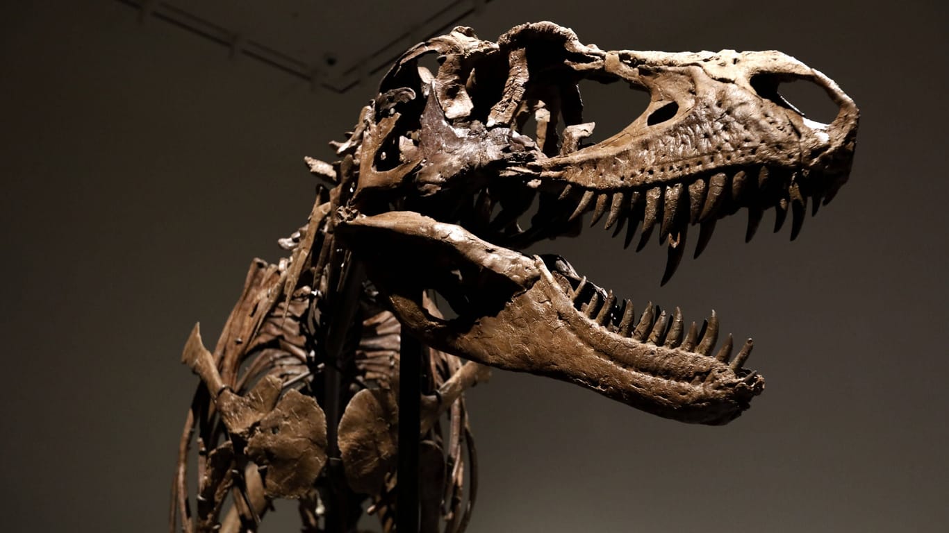 Das Skelett des Gorgosaurus hat bei einer Auktion im Sotheby's einen Käufer gefunden.