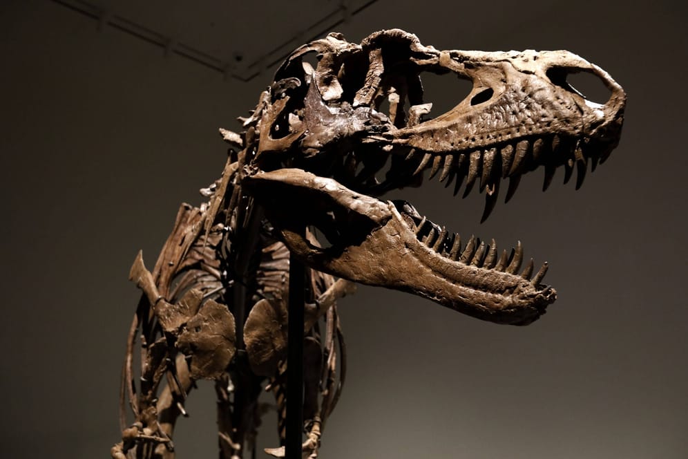 Das Skelett des Gorgosaurus hat bei einer Auktion im Sotheby's einen Käufer gefunden.