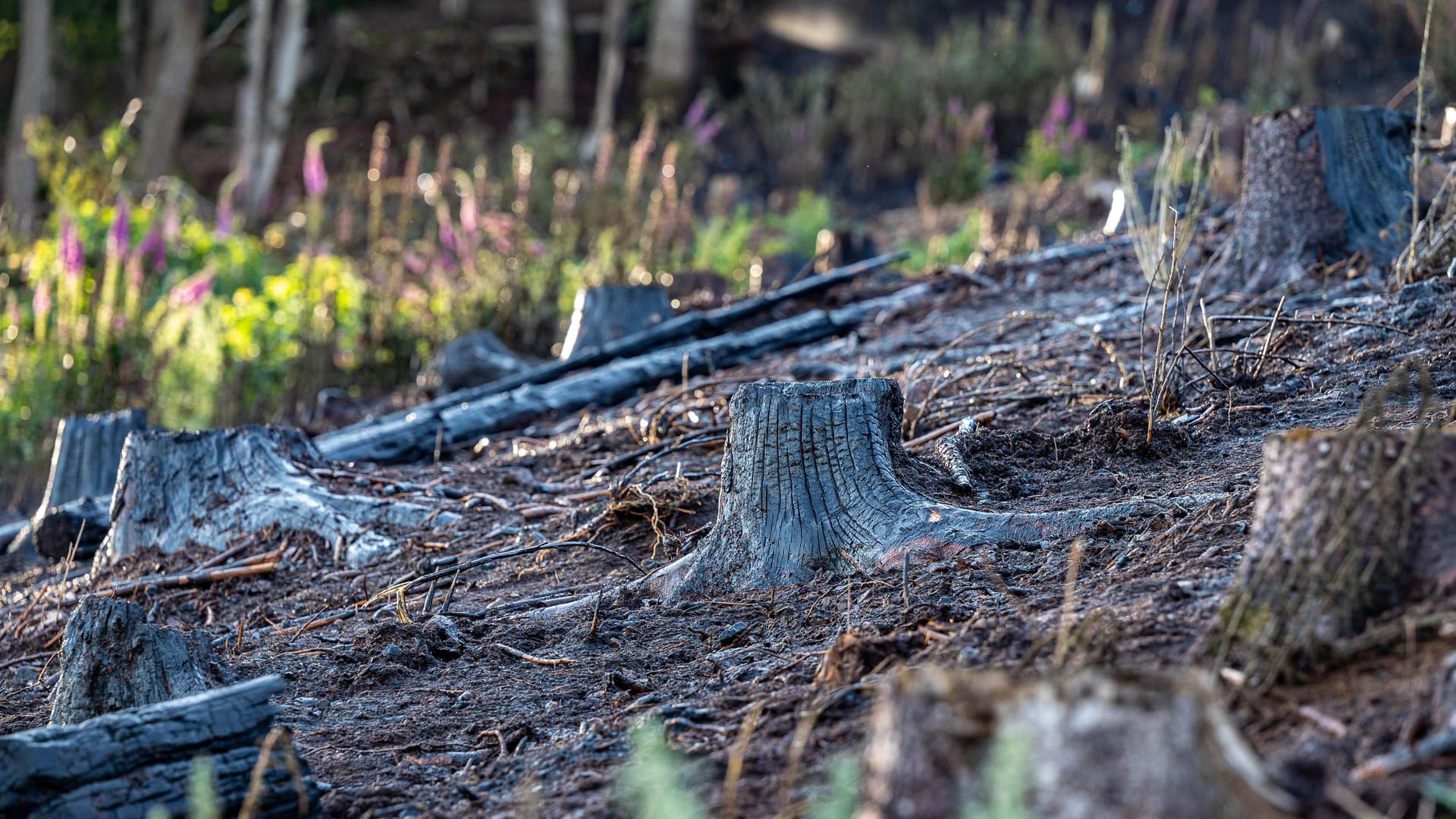 Verkohlte Baumstümpfe nach einem Großbrand im Bergischen Land: Gerade bei anhaltender Trockenheit reicht schon ein kleiner Funke oder ein heißgelaufenes Auto, um Pflanzenteile in Brand zu setzen.