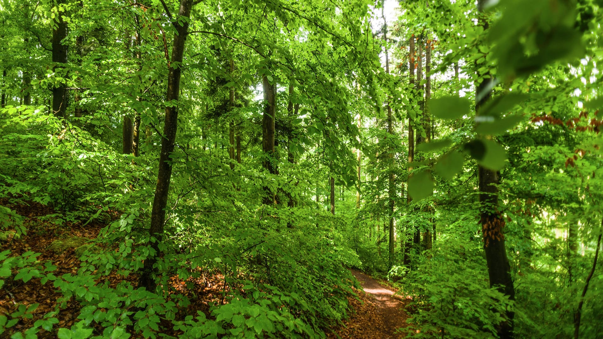 Mischwald schlägt Monokultur: In diesem Wald bei Rottenburg, Baden-Württemberg, ist die Waldbrandgefahr deutlich niedriger als in Fichtenplantagen, wie es sie in der Bundesrepublik zu Tausenden gibt.