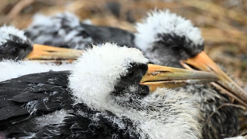 Schwarzstorch-Küken liegen in ihrem Nest: Dreifachen Nachwuchs gibt es im Kölner Zoo. Schwarzstorch-Küken liegen in ihrem Nest: Dreifachen Nachwuchs gibt es im Kölner Zoo.