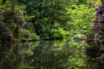 Rhododendronhain im Berliner Tiergarten: Die Hauptstadt verfügt über Dutzende Parks und Grünanlagen.