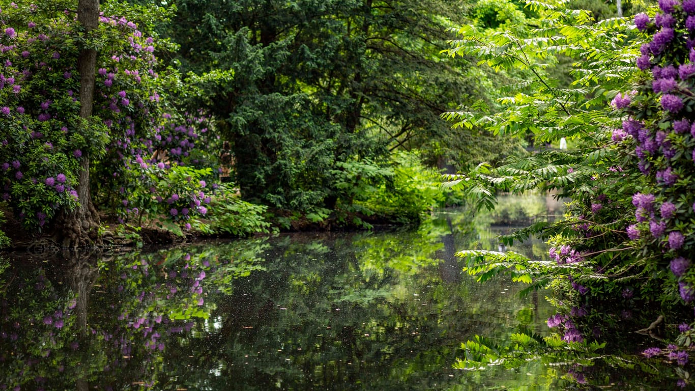 Rhododendronhain im Berliner Tiergarten: Die Hauptstadt verfügt über Dutzende Parks und Grünanlagen.