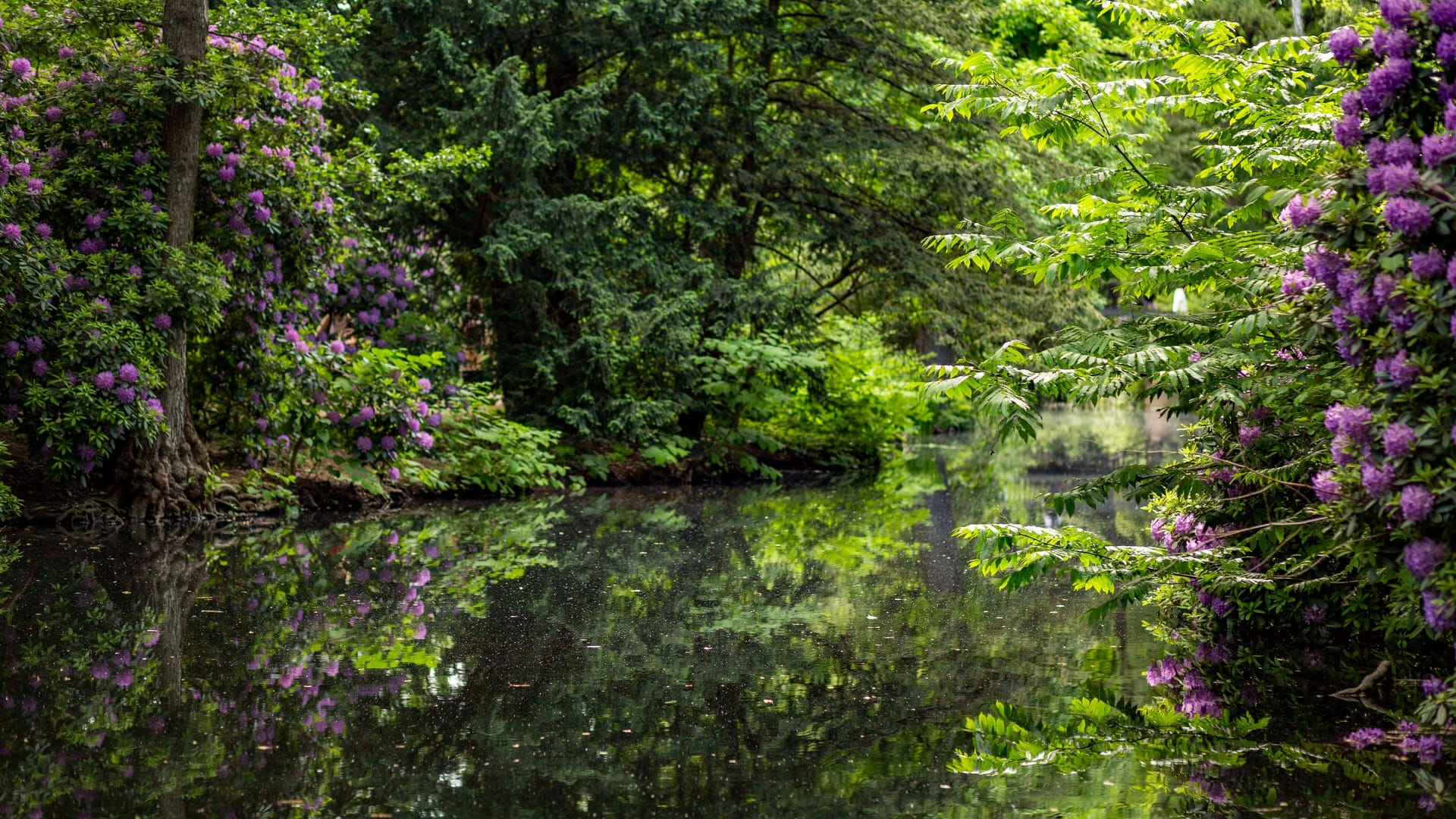 Rhododendronhain im Berliner Tiergarten: Die Hauptstadt verfügt über Dutzende Parks und Grünanlagen. Rhododendronhain im Berliner Tiergarten: Die Hauptstadt verfügt über Dutzende Parks und Grünanlagen.