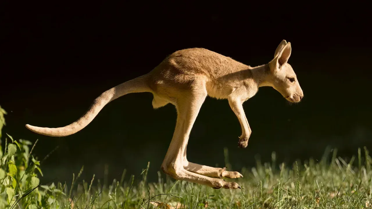 Rote Riesenkängurus stammen aus Australien, wo sie fast den gesamten Kontinent bewohnen.