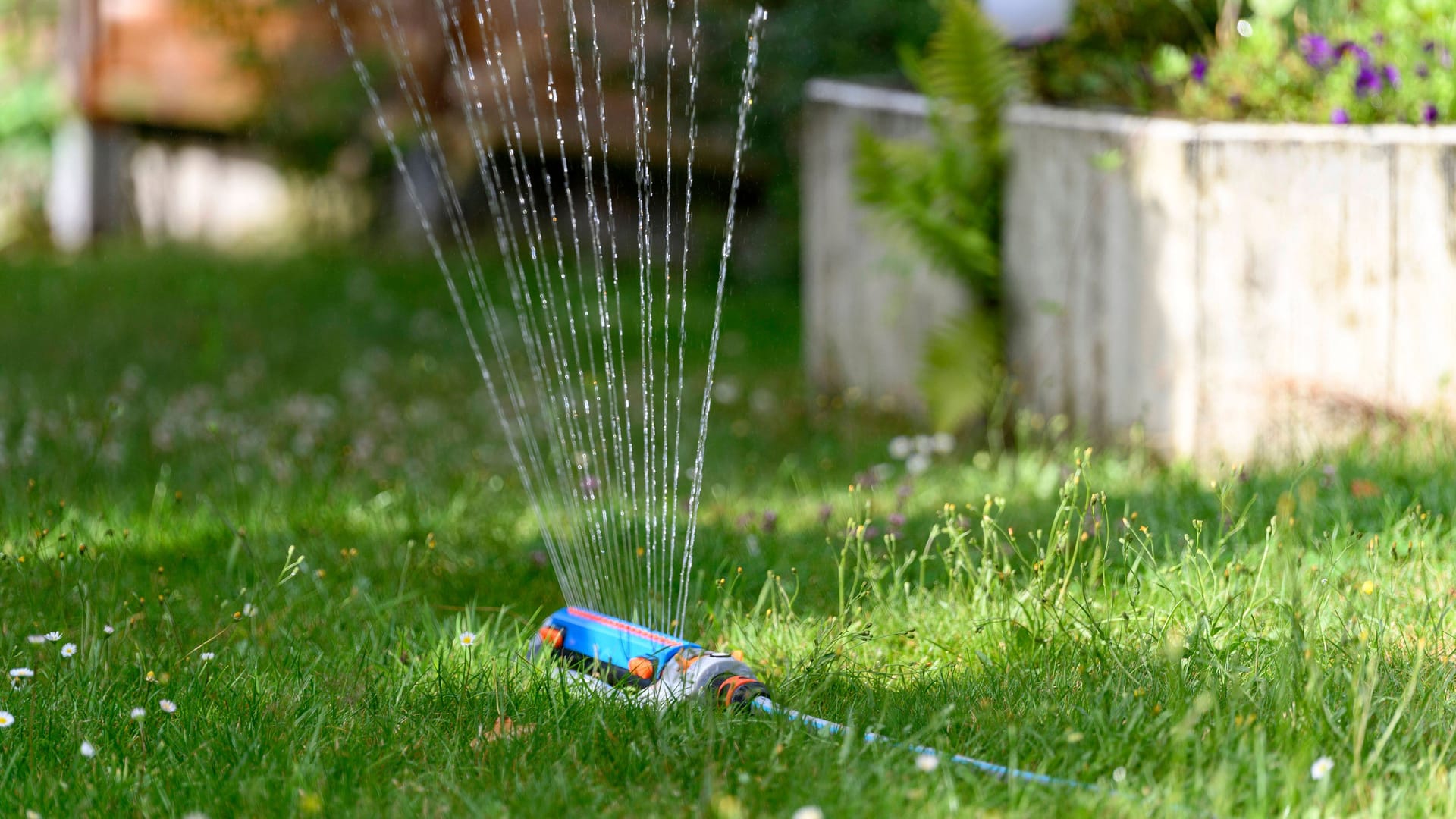 Ein Rasensprenger bewässert einen Garten (Symbolbild): In Berlin könnte das Wasser knapp werden. Ein Rasensprenger bewässert einen Garten (Symbolbild): In Berlin könnte das Wasser knapp werden.