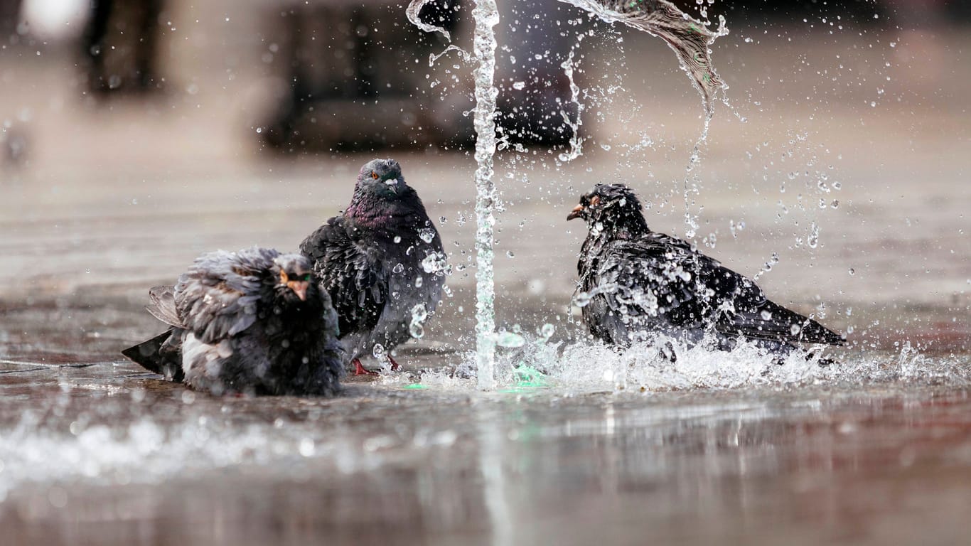 Tauben kühlen sich an einem Brunnen am Kölner Hauptbahnhof: Die starke Hitze ist nicht nur für Menschen eine Bedrohung.