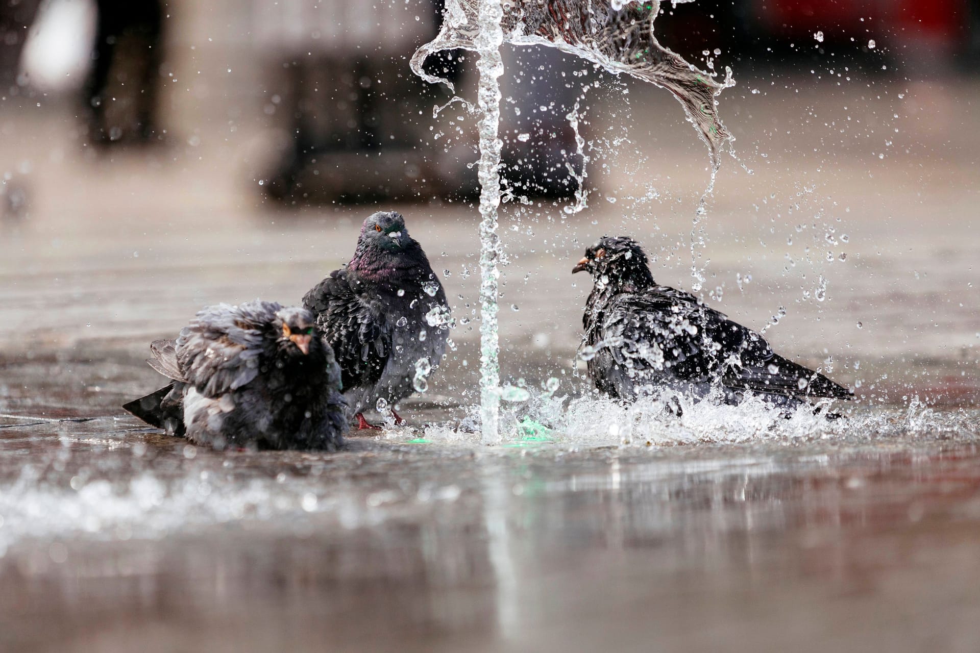 Tauben kühlen sich an einem Brunnen am Kölner Hauptbahnhof: Die starke Hitze ist nicht nur für Menschen eine Bedrohung.