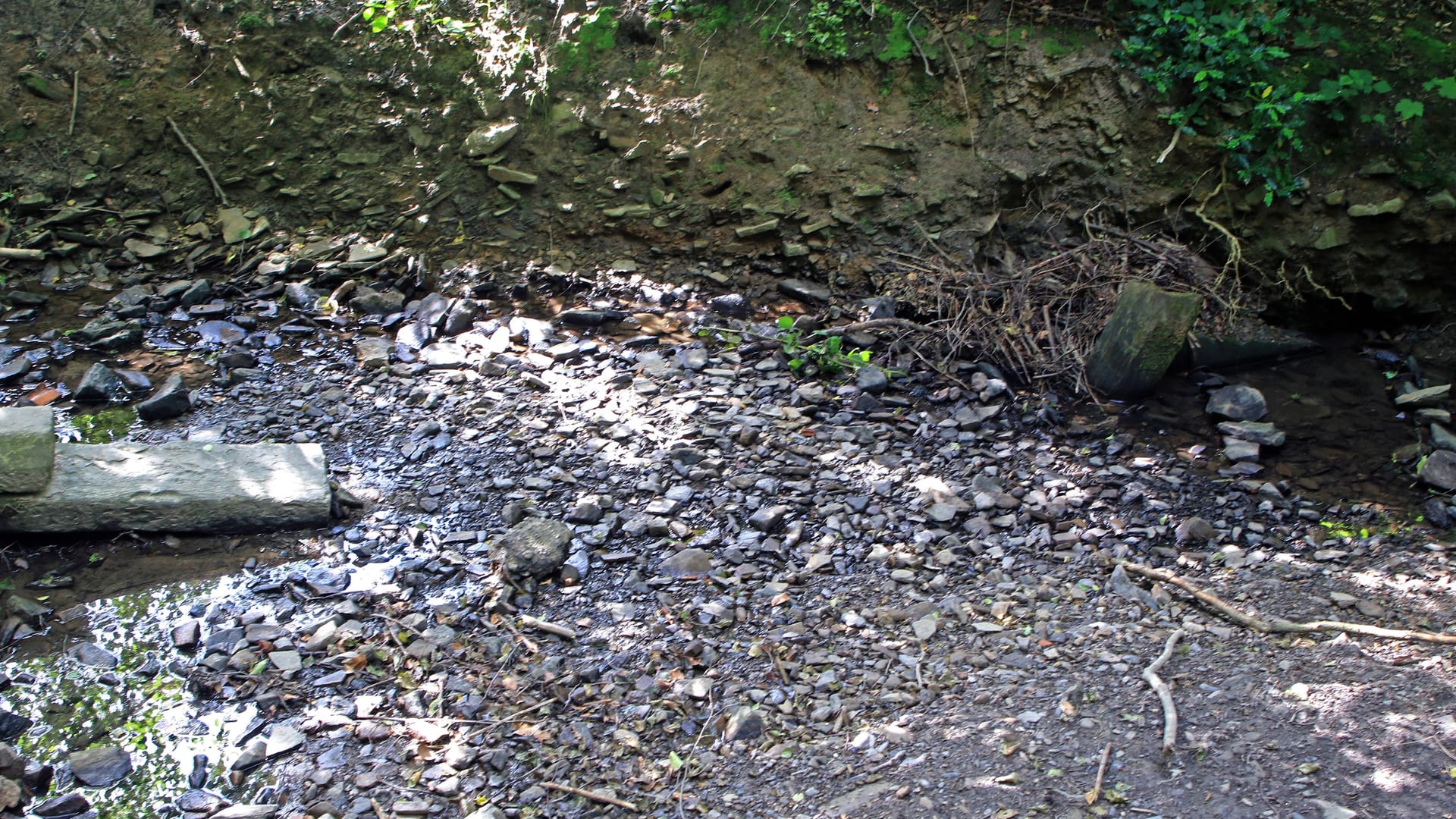 Ein Bach im Wald, der nach langer Trockenheit und Hitze austrockne (Symbolbild): Im Rechtsrheinischen Köln sind zahlreiche Bäche ausgetrocknet.