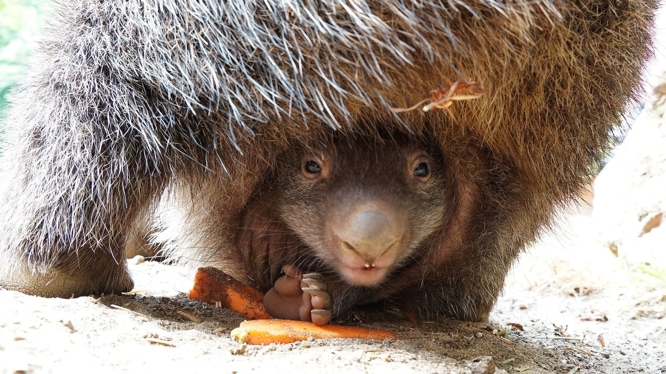 Neugierige erste Blicke: Der Wombat-Nachwuchs wird bald den Beutel seiner Mutter verlassen.