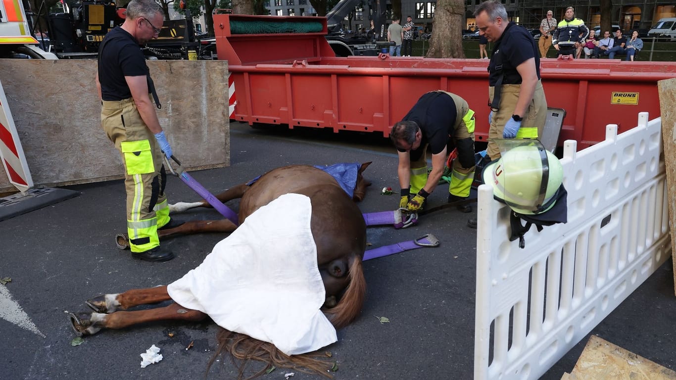 Feuerwehrmänner bereiten den Abtransport von dem toten Pferd auf der Königsallee vor: Die Todesursache ist noch unklar.