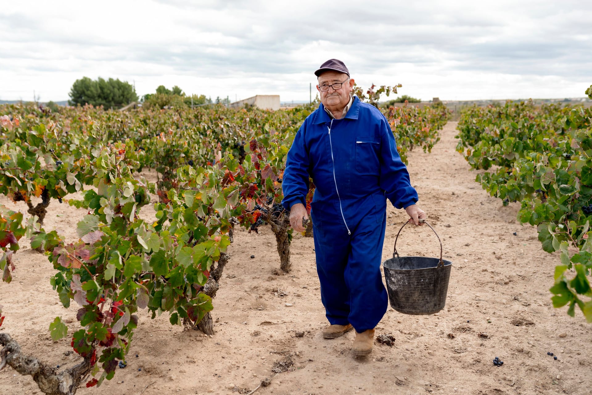 Ein Senior arbeitet auf einem Weingut (Archivbild): Manche Landwirte sorgen mit der Landwirtschaftlichen Alterskasse für die Rente vor.