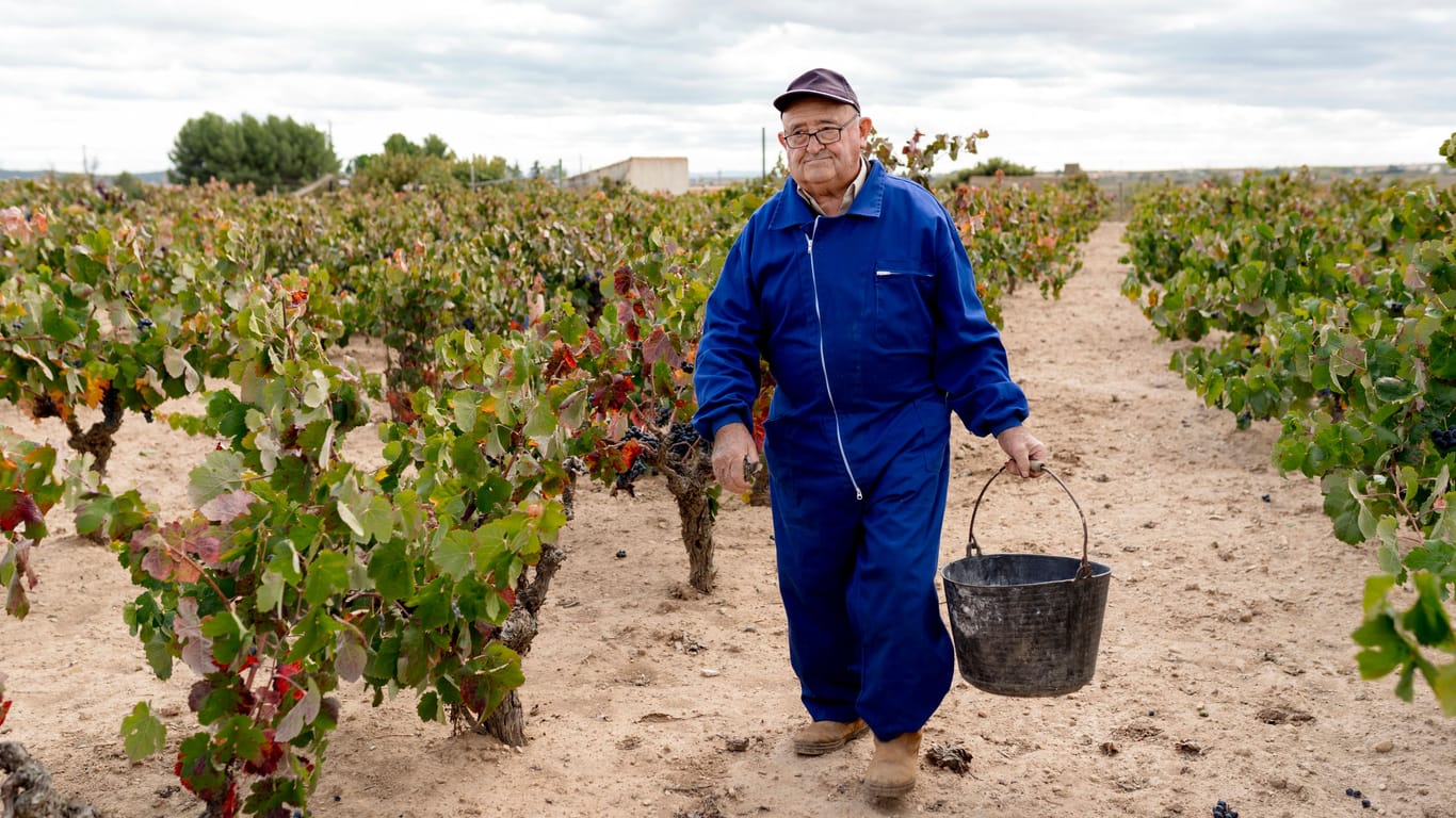 Ein Senior arbeitet auf einem Weingut (Archivbild): Manche Landwirte sorgen mit der Landwirtschaftlichen Alterskasse für die Rente vor.