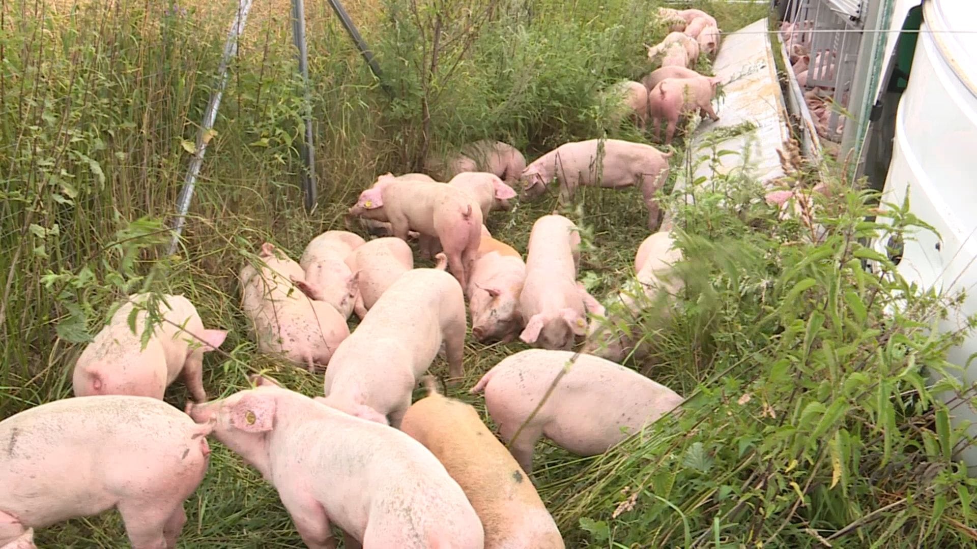 Die Schweine neben dem umgekippten Lastwagen. Der Grund für den Unfall ist noch unklar.