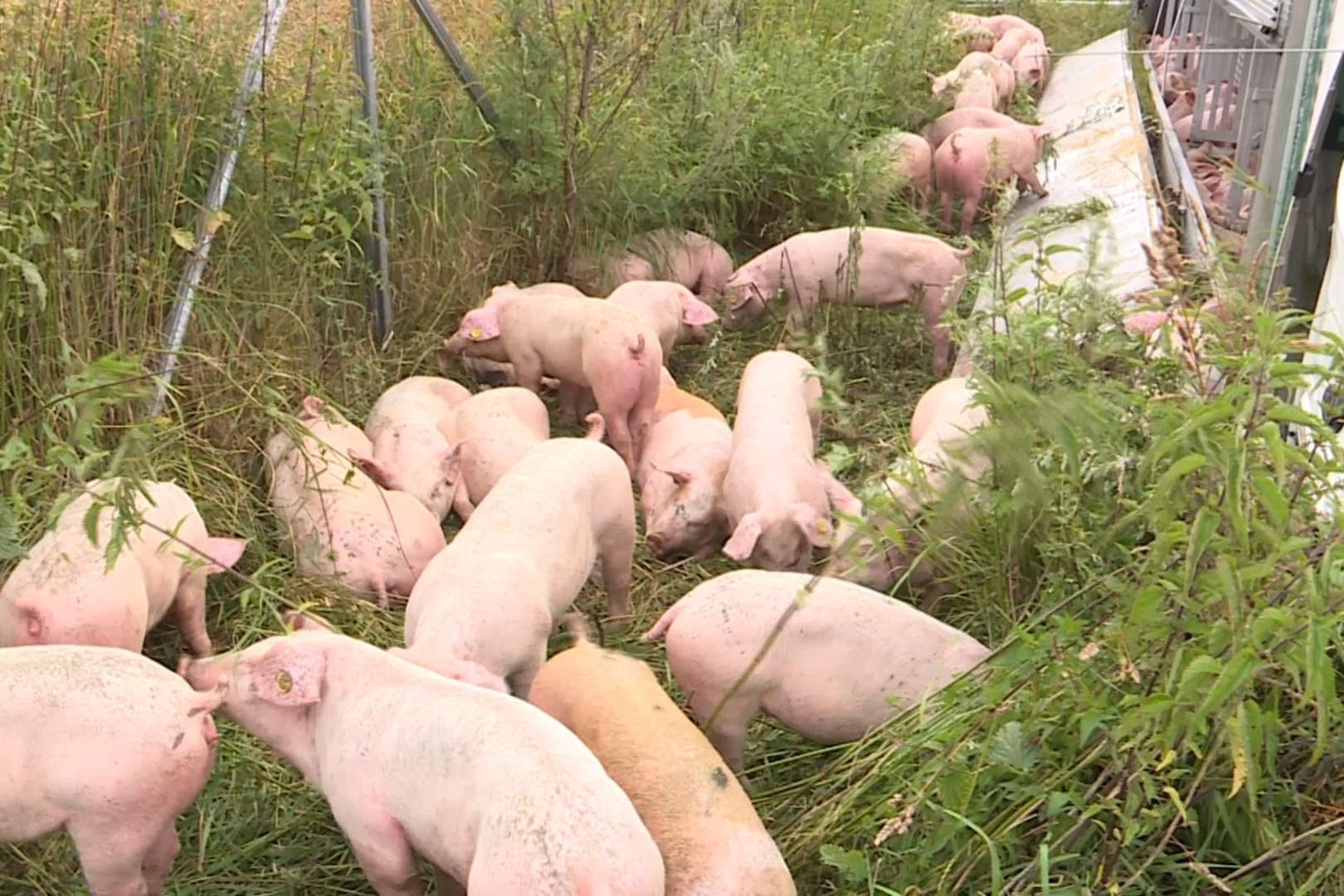 Die Schweine neben dem umgekippten Lastwagen. Der Grund für den Unfall ist noch unklar.