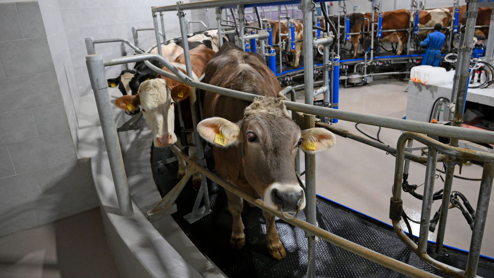 imago images 152111400Ein Melkkarussell auf einem Milchhof im Allgäu: Morgens uns abends geht es für Milchkühe zum Melken. Im Durchschnitt geben Kühe im Deutschland je rund 8.500 Liter Milch pro Jahr. 1990 betrug die Milchleistung noch in etwas die Hälfte.