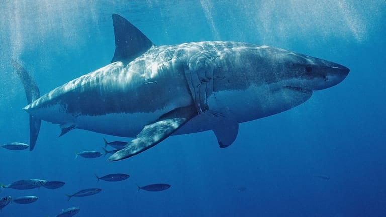 Ein Weißer Hai in den USA: Künftig könnte es mehr tödliche Attacken geben.