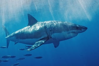 Ein Weißer Hai in den USA: Künftig könnte es mehr tödliche Attacken geben.