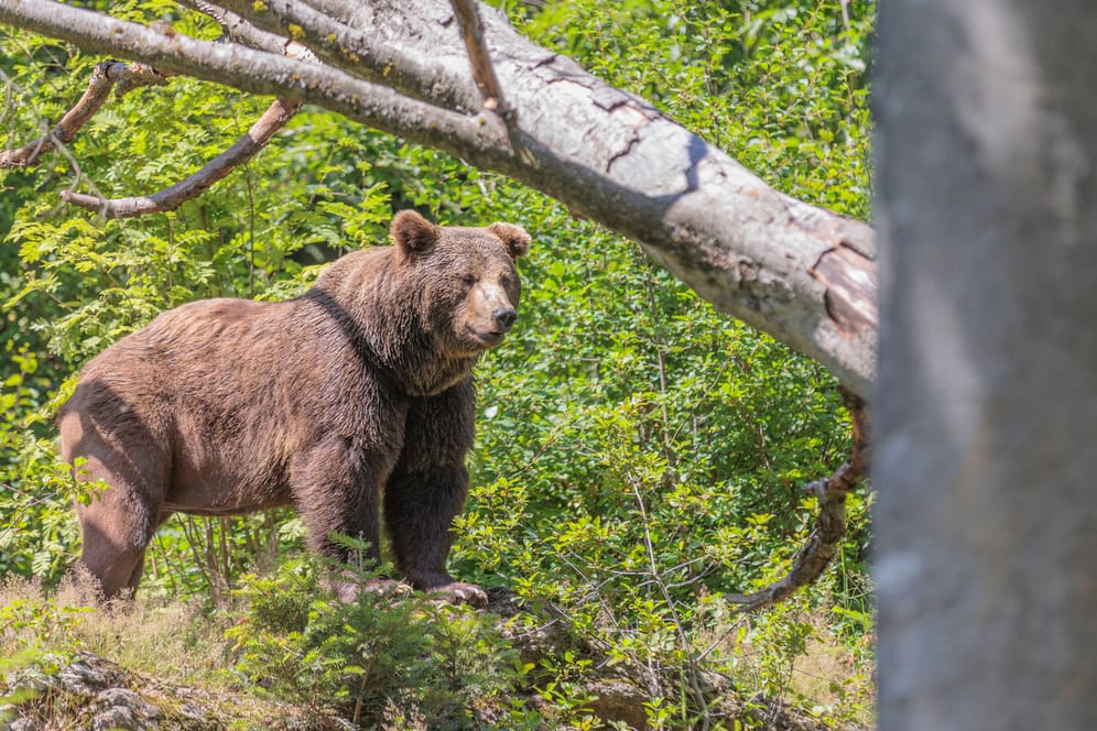Ein Braunbär im Tierfreigelände Neuschönau im Bayerischen Wald (Symbolbild): Auch in den Alpen wurde nun wieder ein Tier von einer Wildkamera fotografiert.