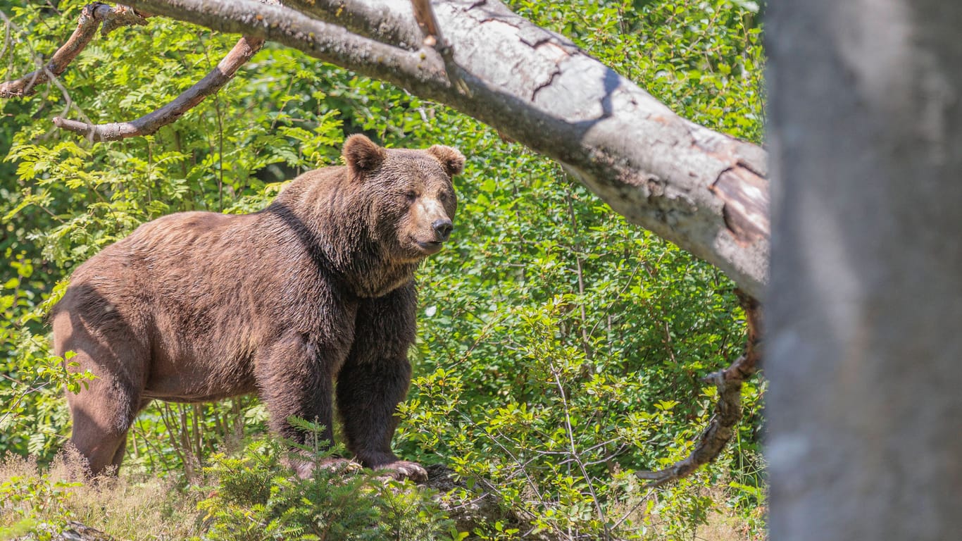 Ein Braunbär im Tierfreigelände Neuschönau im Bayerischen Wald (Symbolbild): Auch in den Alpen wurde nun wieder ein Tier von einer Wildkamera fotografiert.