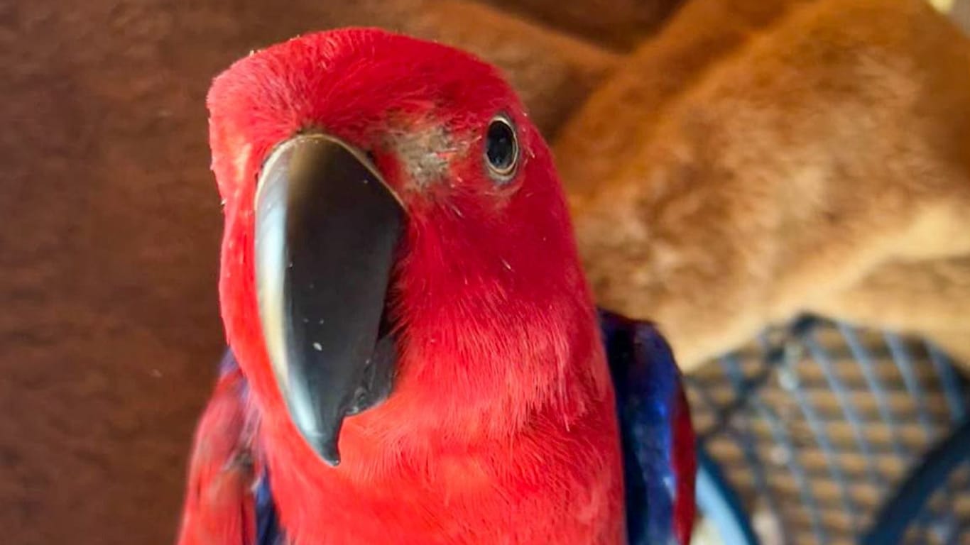 Der Papagei: Offenbar hatten die Einbrecher Angst vor dem sprechenden Tier.