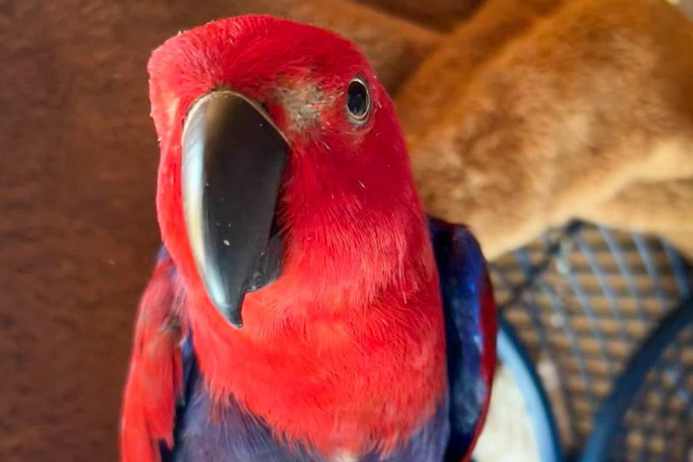 Der Papagei: Offenbar hatten die Einbrecher Angst vor dem sprechenden Tier.