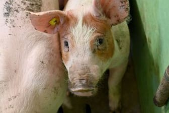 Ein Schwein steht im Stall eines Mastbetriebes. In einem schweinehaltenden Betrieb im Landkreis Emsland ist die Afrikanische Schweinepest (ASP) nachgewiesen worden.