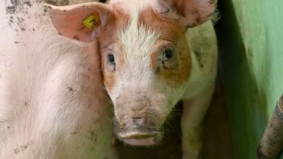 Ein Schwein steht im Stall eines Mastbetriebes. In einem schweinehaltenden Betrieb im Landkreis Emsland ist die Afrikanische Schweinepest (ASP) nachgewiesen worden.