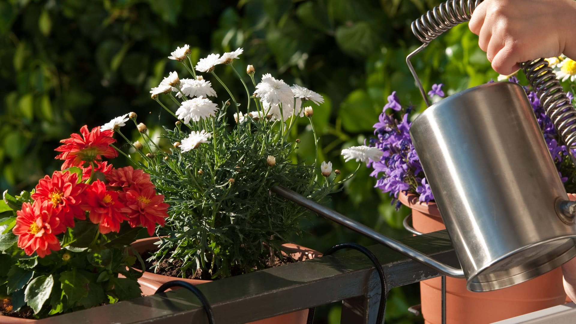 Eine Person gießt Blumen (Symbolbild): Die Frau klagte über Schmerzen am Kopf und an der Hand.