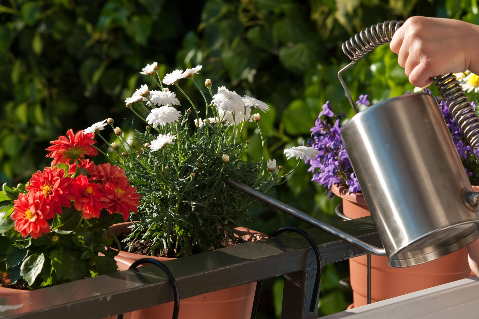 Eine Person gießt Blumen (Symbolbild): Die Frau klagte über Schmerzen am Kopf und an der Hand.