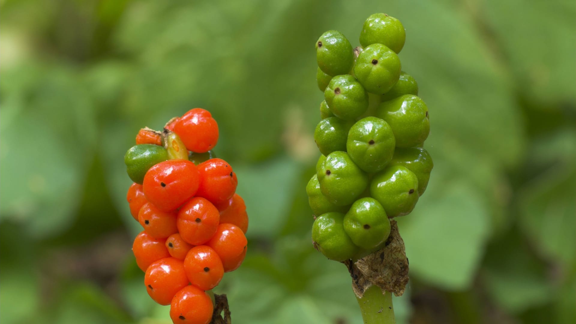 Rote und grüne Beeren an einem Aronstab (Symbolbild): Beide Kinder klagten über Unwohlsein.