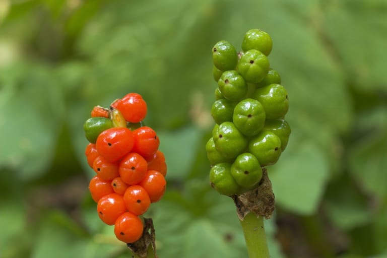 Rote und grüne Beeren an einem Aronstab (Symbolbild): Beide Kinder klagten über Unwohlsein.
