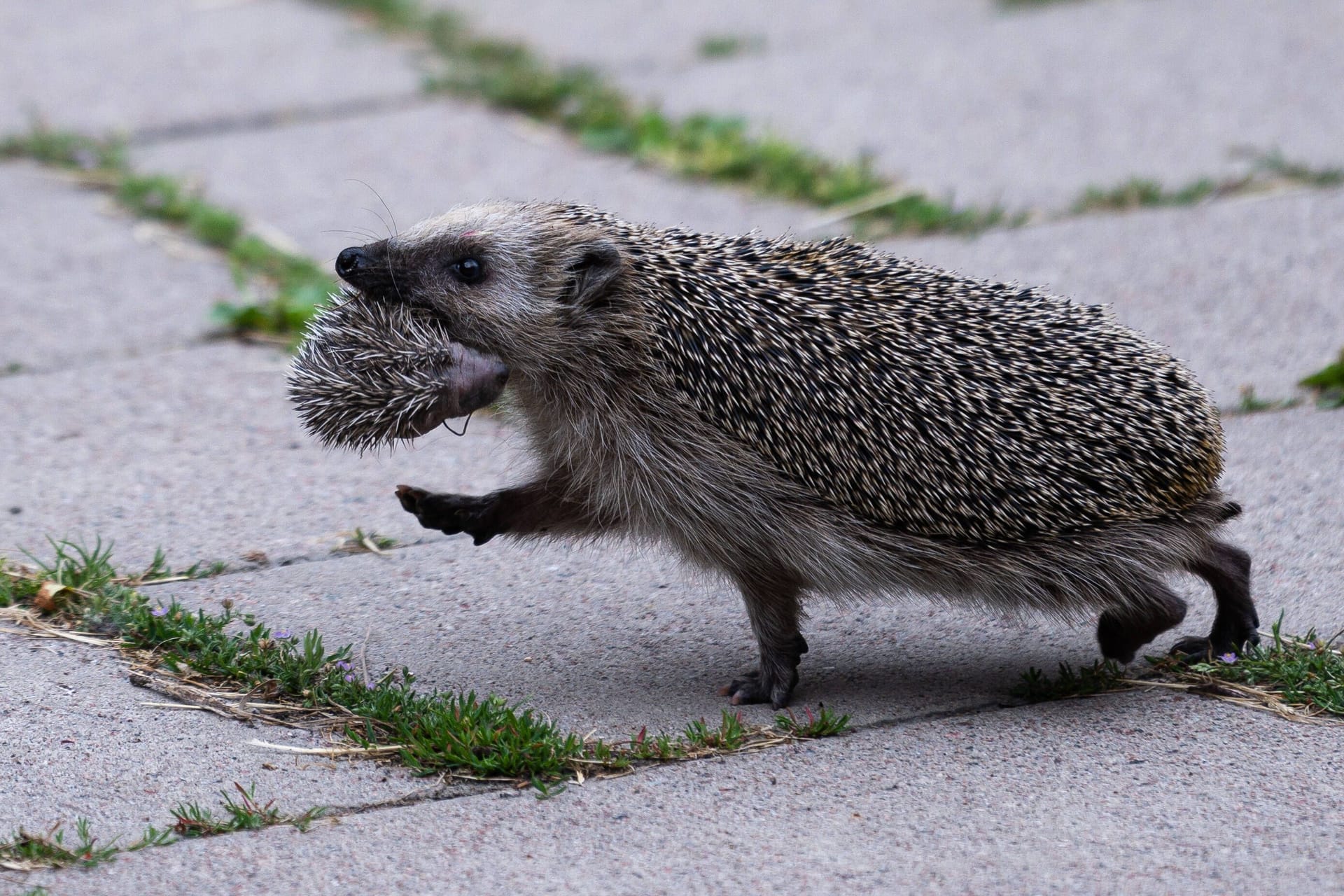 Ein Igel trägt sein Junges im Maul über den Gehweg (Symbolbild): Eine Igelrettung führte in Dankendorf nahe Stuttgart zu einem Auffahrunfall.