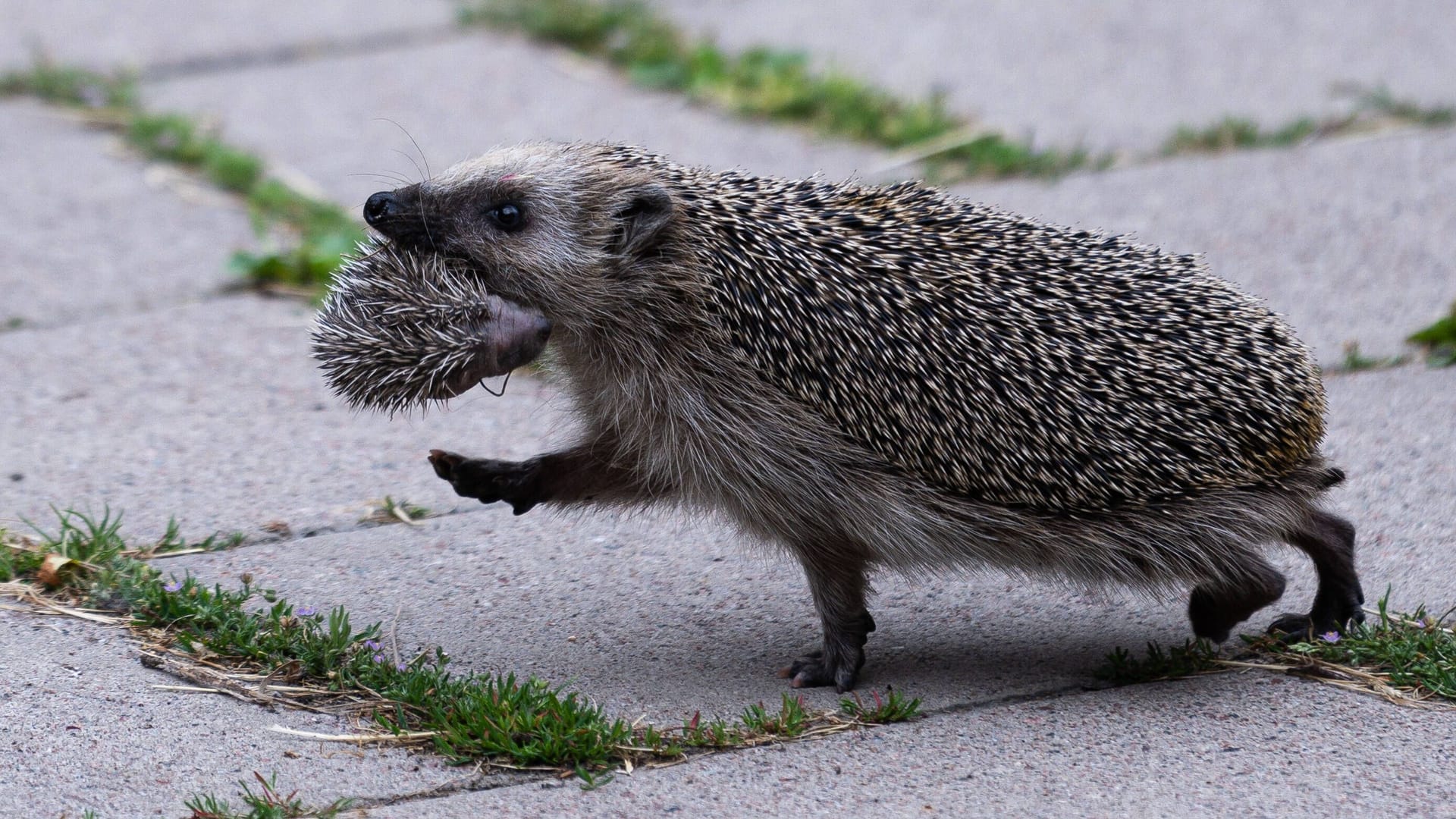 Ein Igel trägt sein Junges im Maul über den Gehweg (Symbolbild): Eine Igelrettung führte in Dankendorf nahe Stuttgart zu einem Auffahrunfall.