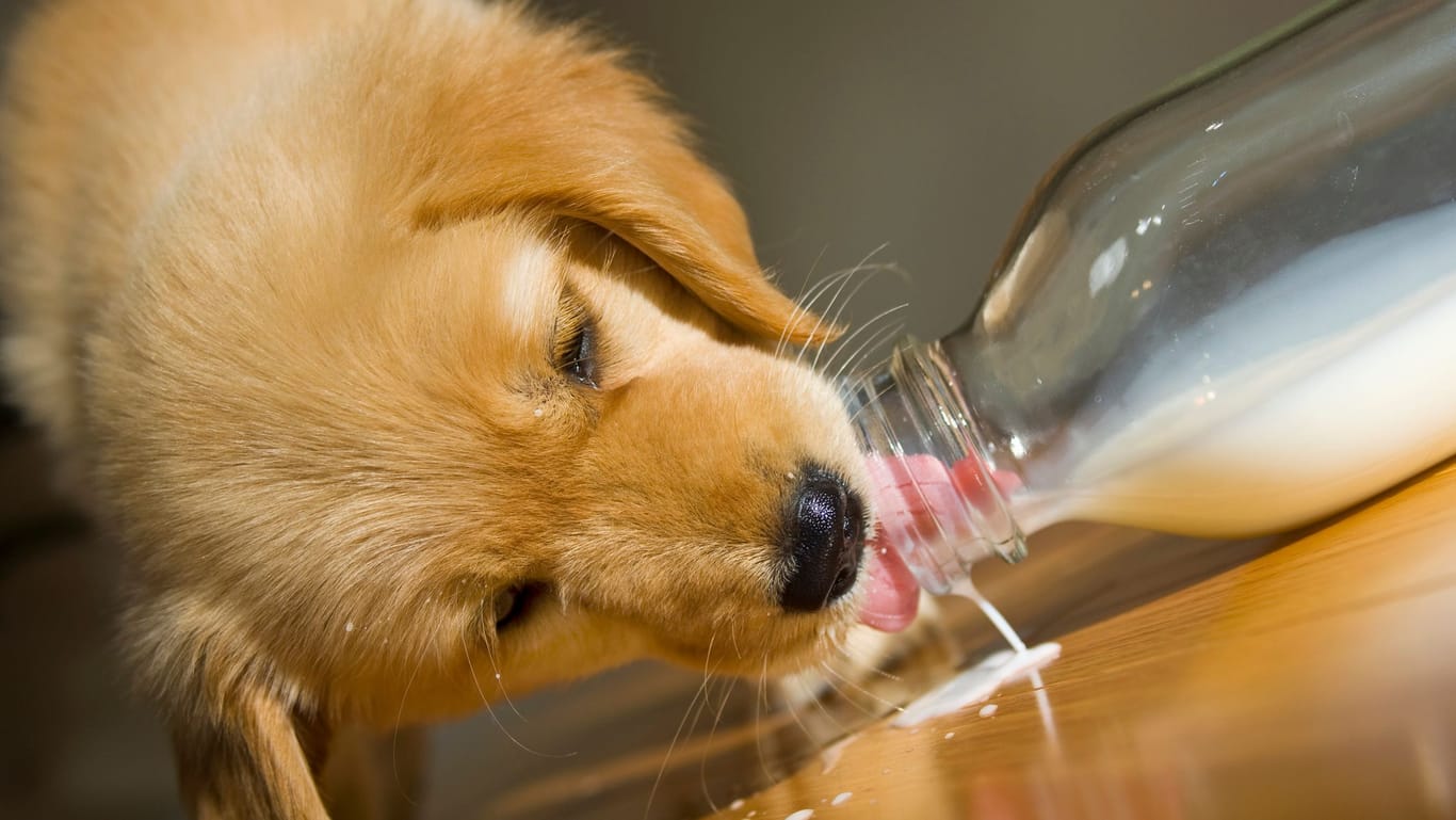 Hund trinkt Milch: Auch Hunde können laktoseintolerant sein.