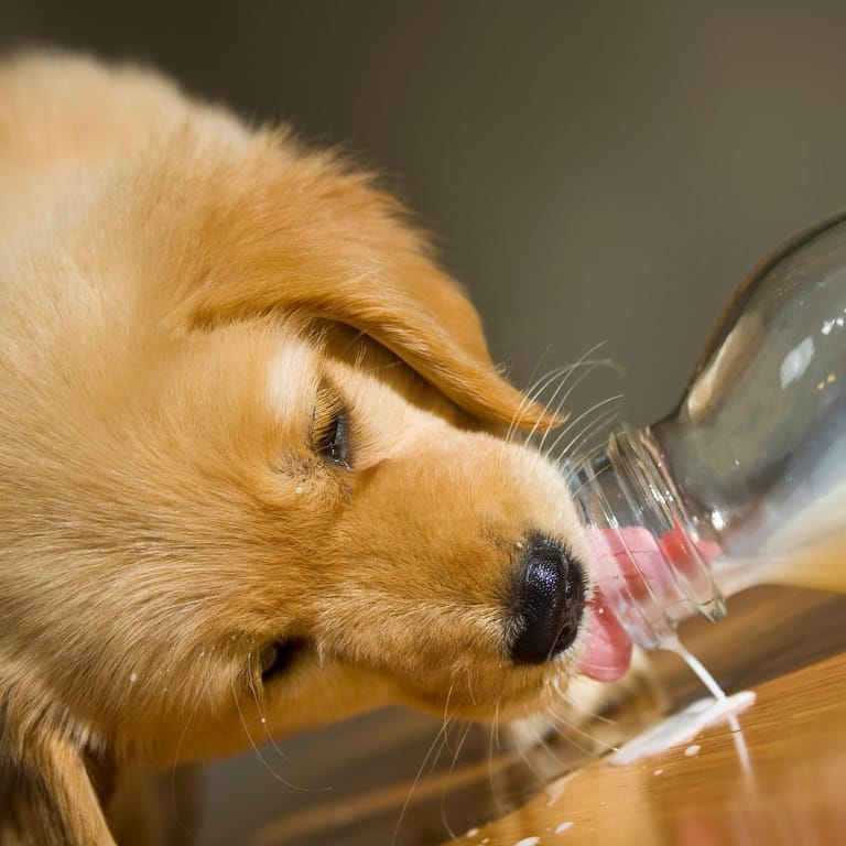 Hund trinkt Milch: Auch Hunde können laktoseintolerant sein.