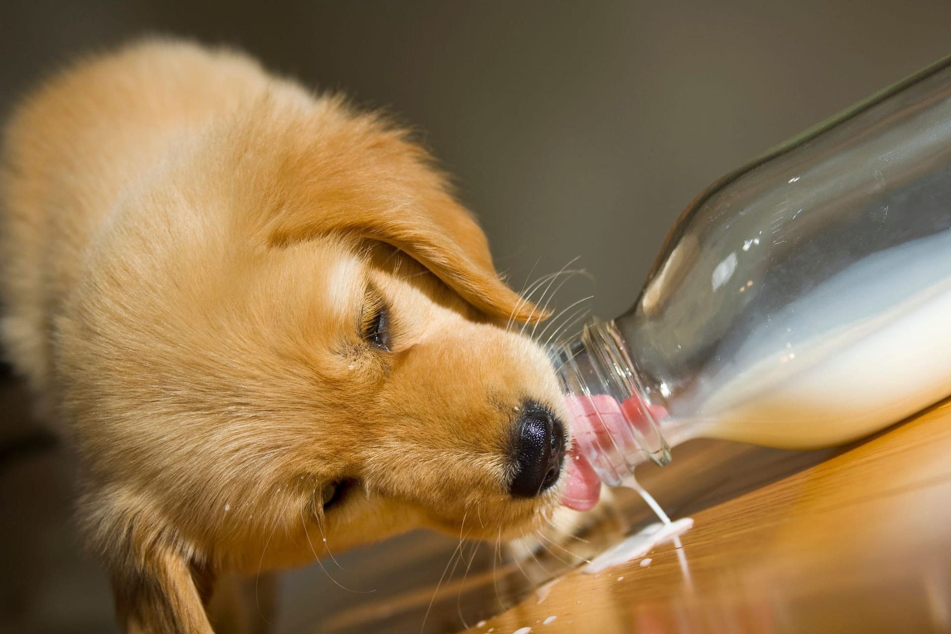 Hund trinkt Milch: Auch Hunde können laktoseintolerant sein.