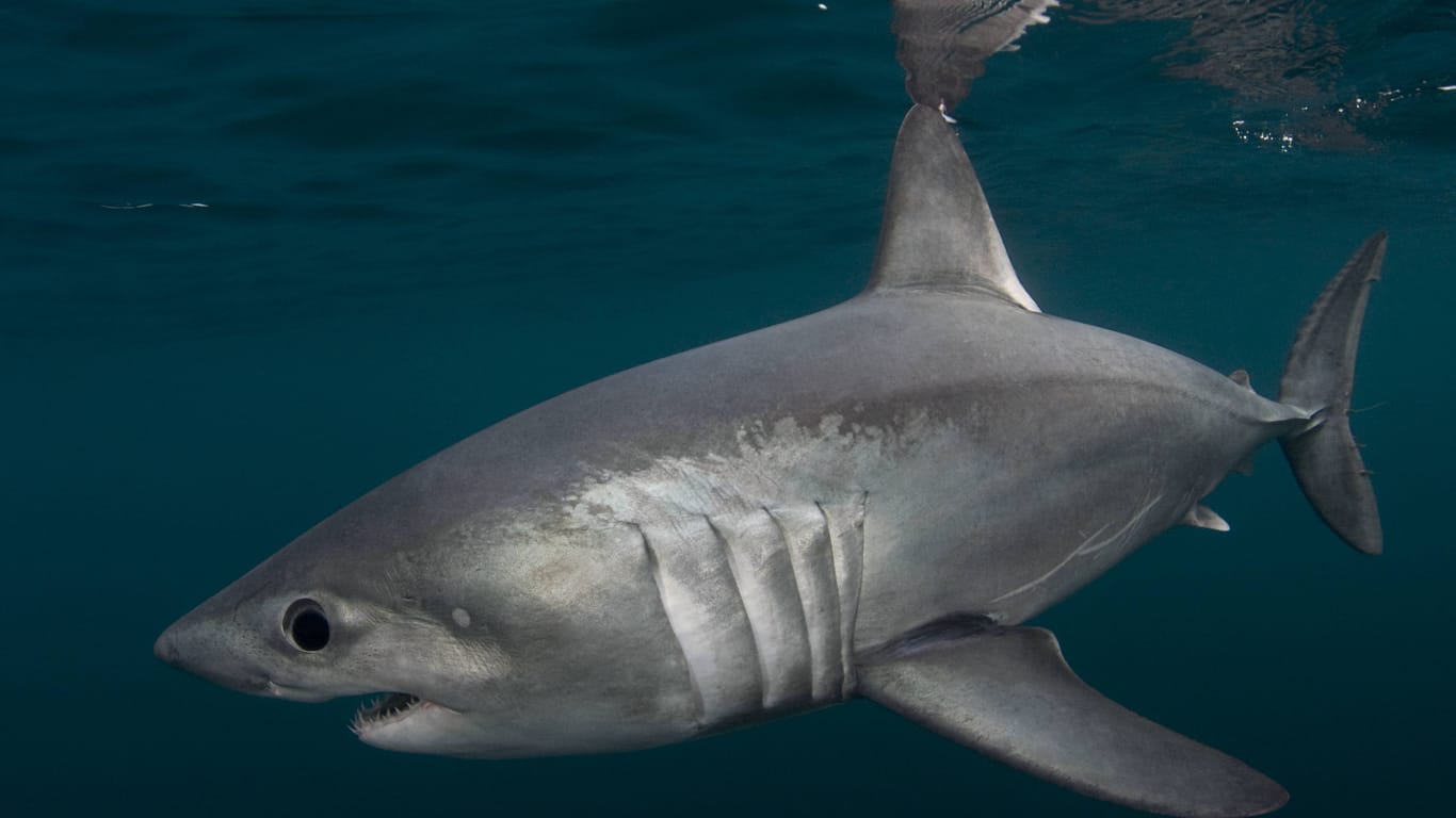 Heringshai: Durch Überfischung ist das Tier mittlerweile vom Aussterben bedroht.