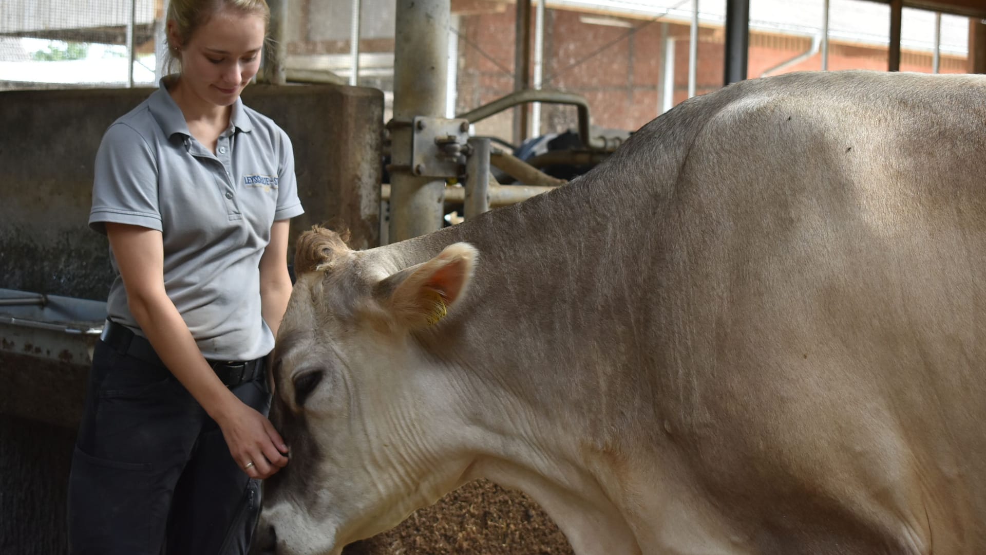 Ronja ist Katharina Leyschultes Lieblingskuh. Sie gehört zur Rasse Braunvieh. Hauptsächlich besteht die Herde aus schwarz und rotbunten Holstein-Kühen.