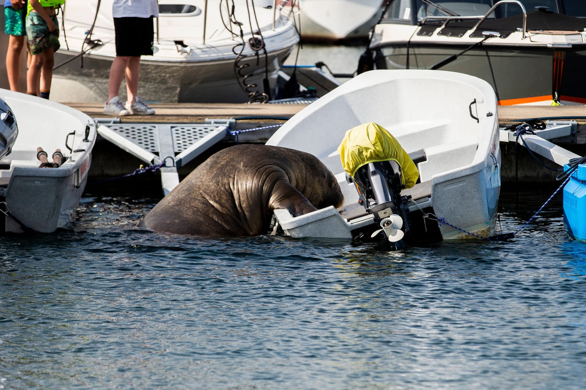 Walross Freya klettert vor Schaulustigen in ein Boot (Archiv): Die Fischereidirektion appelliert an die Bevölkerung, dem Tier fernzubleiben.