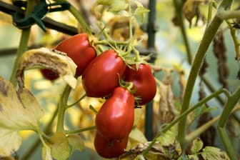 Hobbygärtner aufgepasst: Die Tomatenernte hat derzeit Hochsaison - leider auch ihr Befall mit Schädlingen.