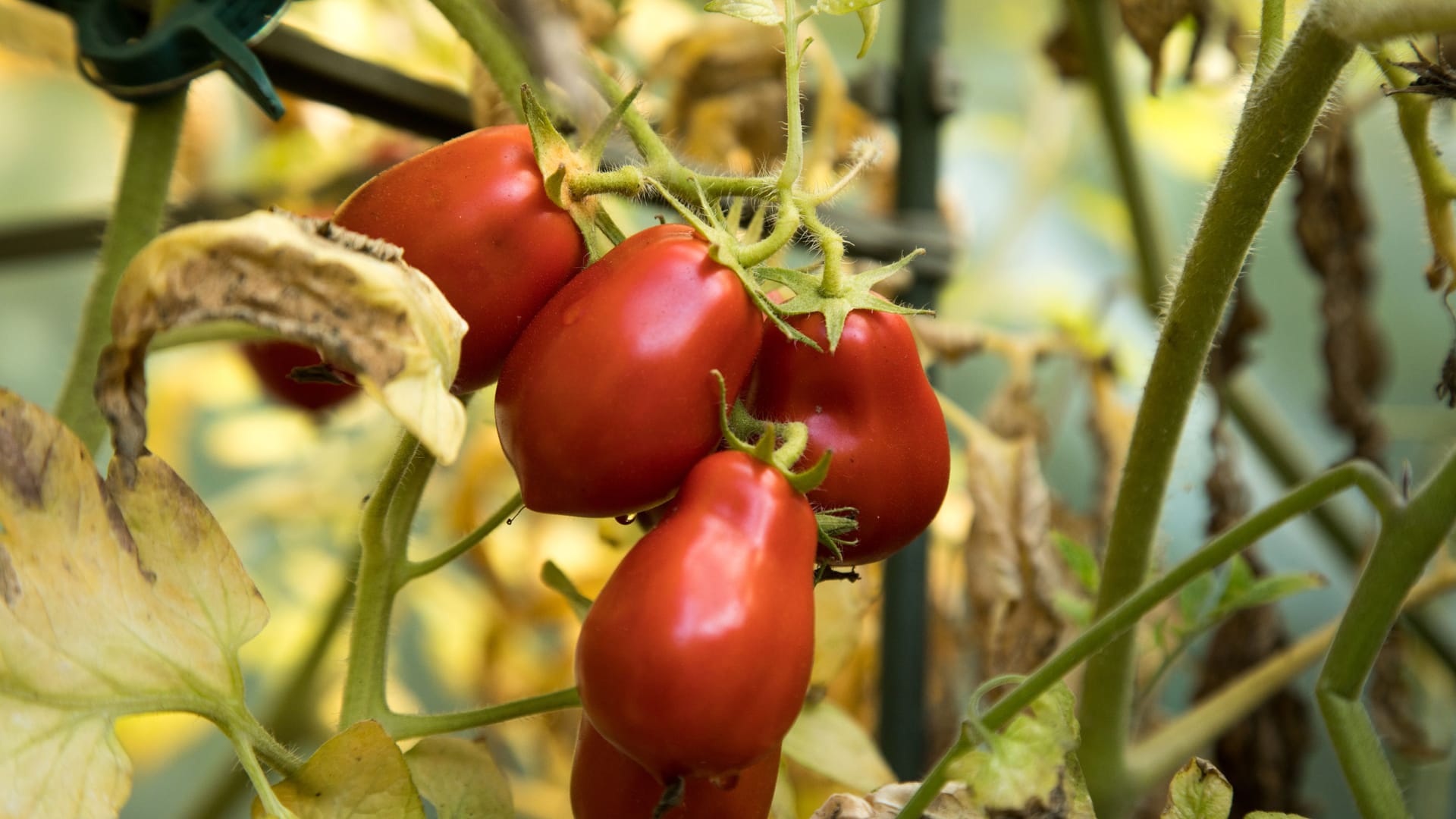 Hobbygärtner aufgepasst: Die Tomatenernte hat derzeit Hochsaison - leider auch ihr Befall mit Schädlingen.