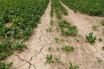 Rübenpflanzen auf einem Feld mit trockenem Boden (Symbolbild): Die Hitze macht den Bauern seit Jahren immer wieder zu schaffen.