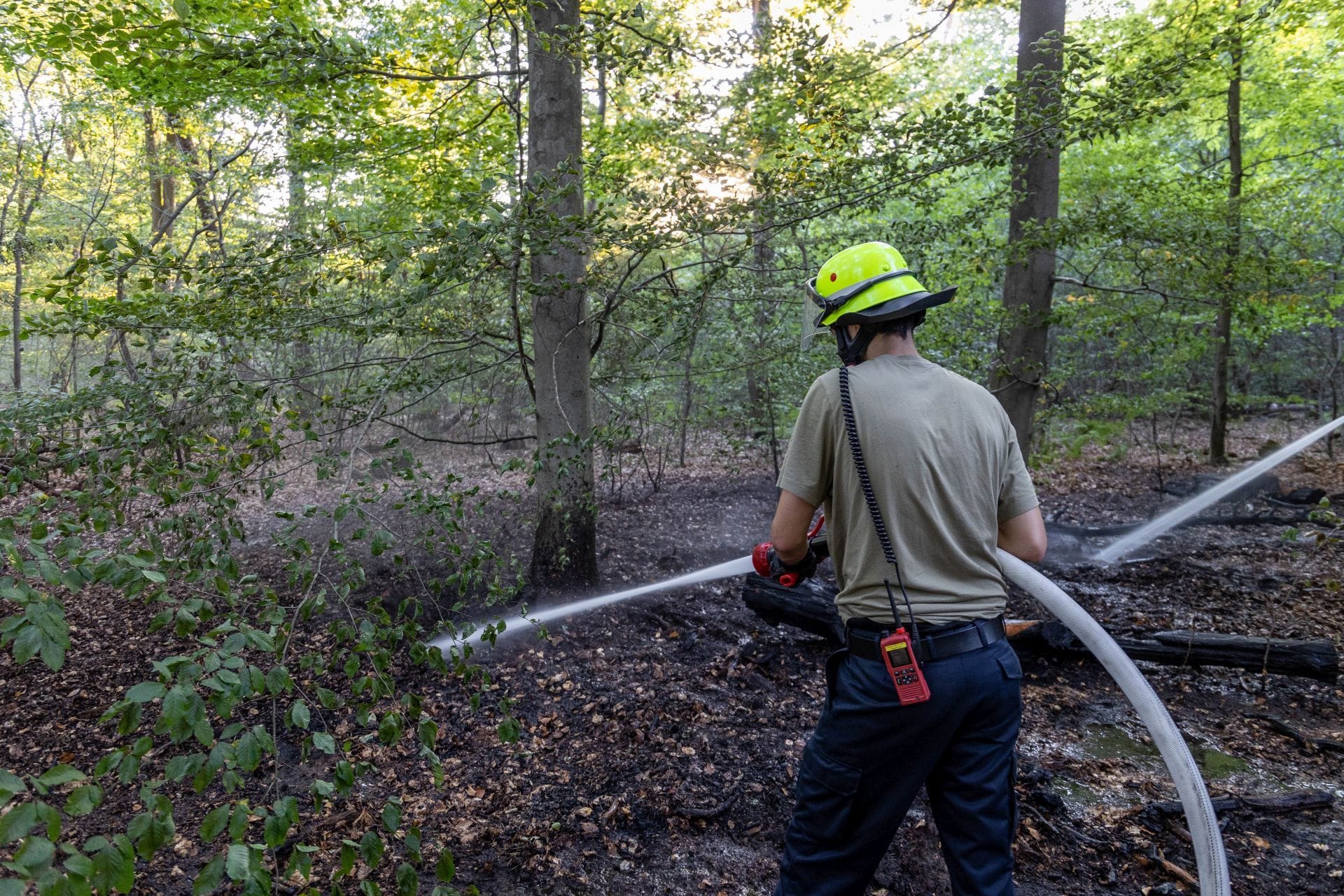 Neben dem Waldboden standen auch Baumstämme in Flammen.